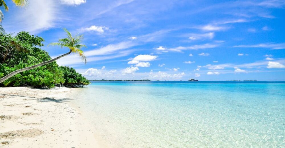 Beach - Landscape Photography of Trees on Shoreline