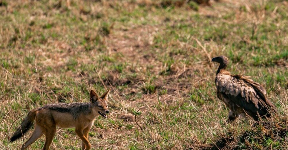 Encounters - Young Fox and Vulture on Grass