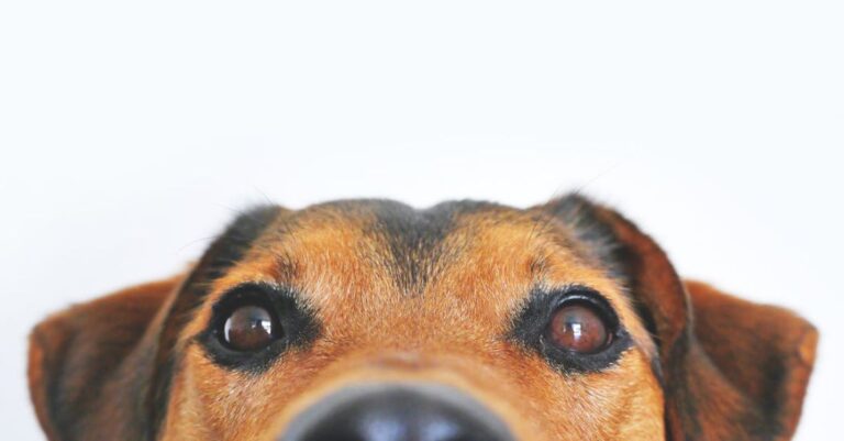 Pets - Closeup Photo of Brown and Black Dog Face