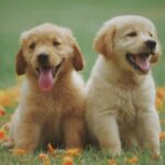 Dog - Two Yellow Labrador Retriever Puppies