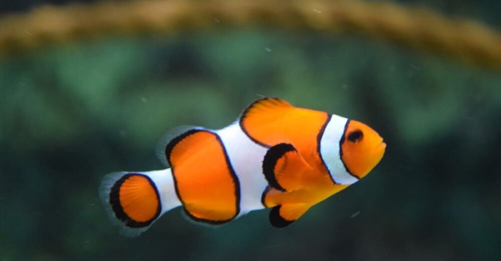 Fish - Close Up Photo of Clownfish