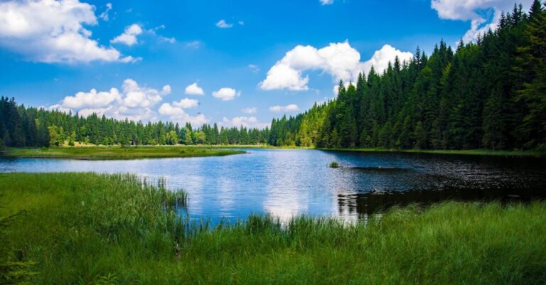 Lake - Scenic View of Lake in Forest