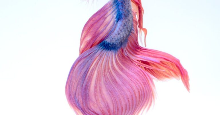 Fish - Close Up of a Siamese Fighting Fish