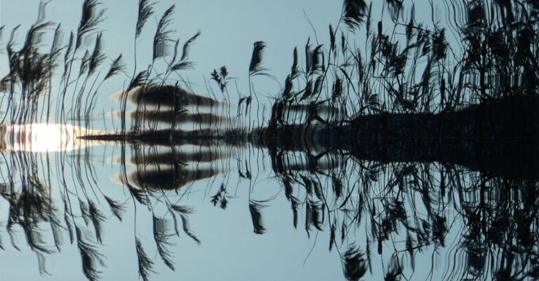 Waters - Grass in Water Reflection