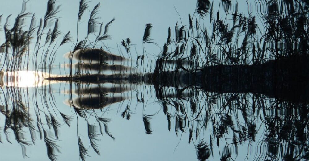 Waters - Grass in Water Reflection