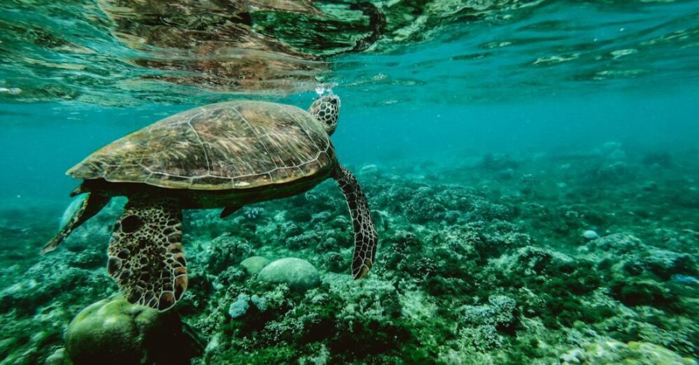 Wildlife - Photo of a Turtle Swimming Underwater