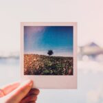 Photograph - Person Holding Photo of Single Tree at Daytime