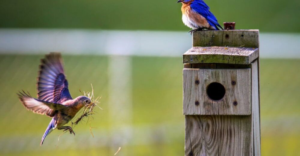 How to Build a Birdhouse for Your Backyard